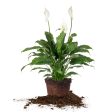 Variegated Peace Lily Online Hot Sale