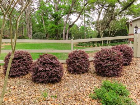 Loropetalum Ruby Chinese Fringe Flower Shrub For Cheap