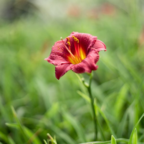 Little Business Daylily Shrub For Sale