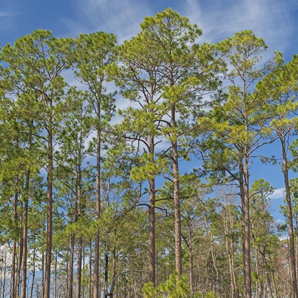 Longleaf Pine Tree Fashion