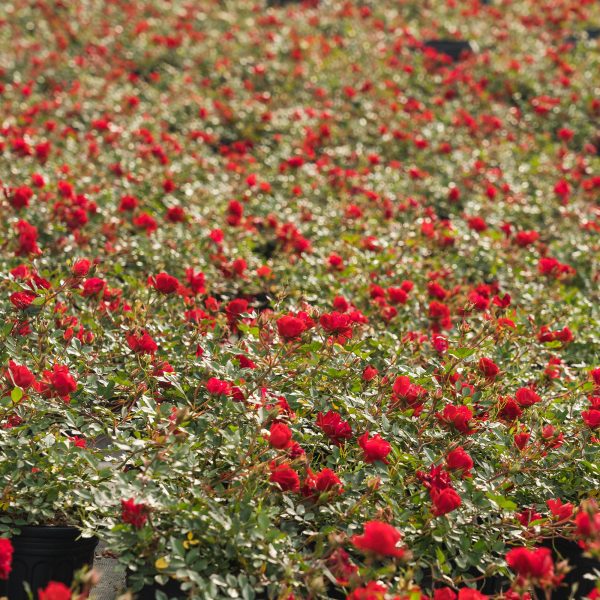 Double Red Knock Out® Rose Bush Fashion