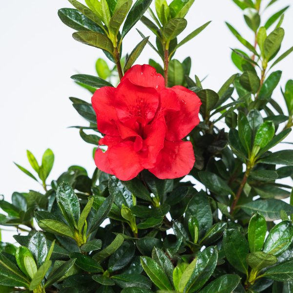 Autumn Fire® Encore® Azalea Shrub Supply