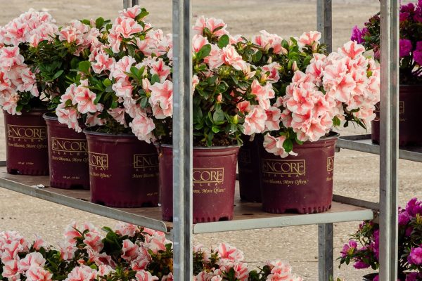 Autumn Starburst® Encore® Azalea Shrub Online now