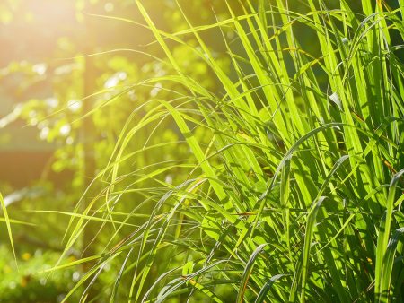 Lemongrass Plant For Cheap