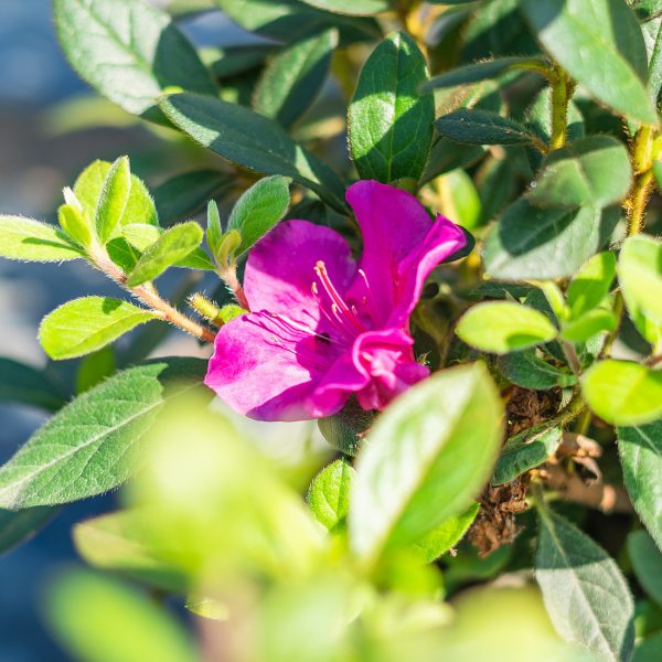 Autumn Twist® Encore® Azalea Shrub Online Sale