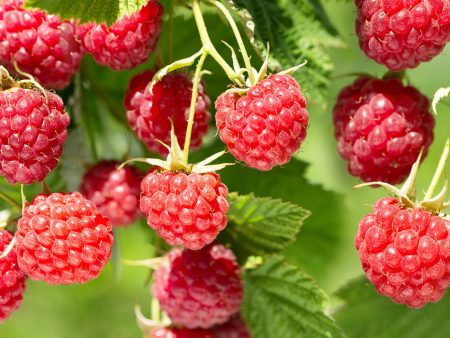 Caroline Raspberry Bush Online