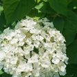 Annabelle Hydrangea Bush Supply