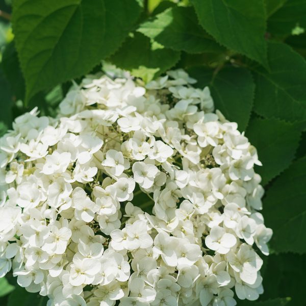 Annabelle Hydrangea Bush Supply