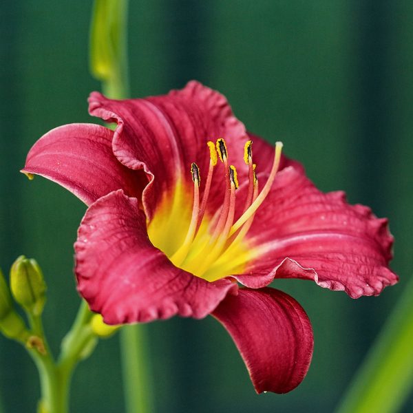 Pardon Me Daylily Shrub For Cheap