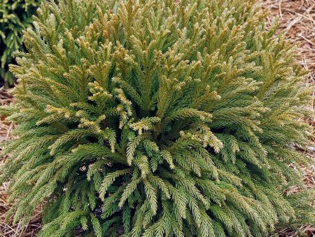 Cryptomeria Globosa Nana For Sale