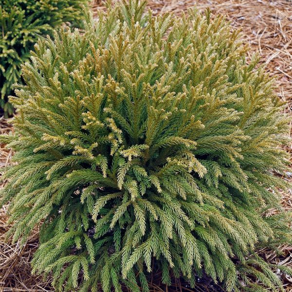 Cryptomeria Globosa Nana For Sale