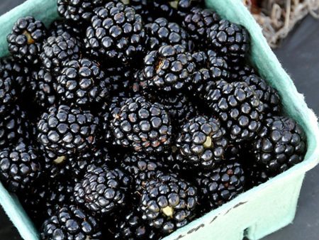 Ouachita Blackberry Bush Online Sale