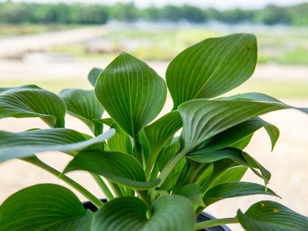 Hosta Halcyon Shrub on Sale