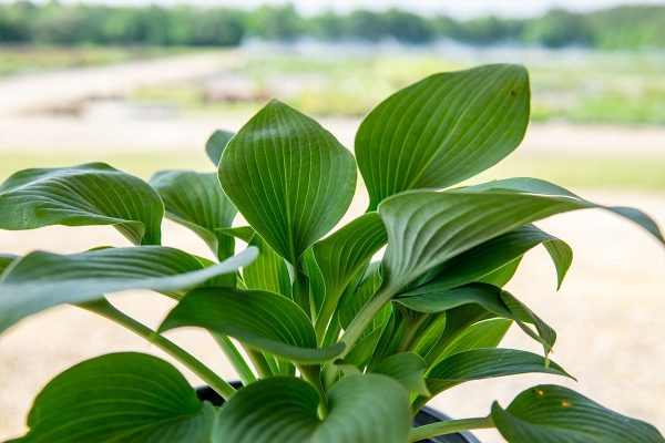 Hosta Halcyon Shrub on Sale