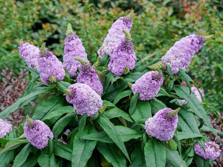 Pugster Amethyst® Butterfly Bush Sale