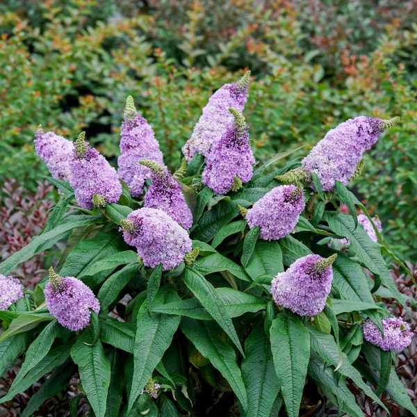 Pugster Amethyst® Butterfly Bush Sale