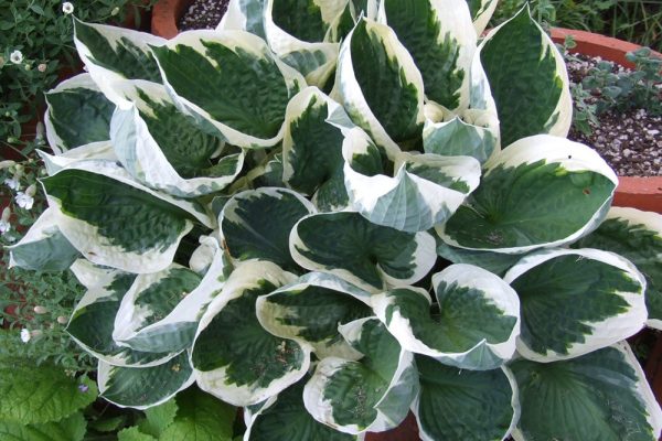 Hosta Patriot Shrub Online Hot Sale