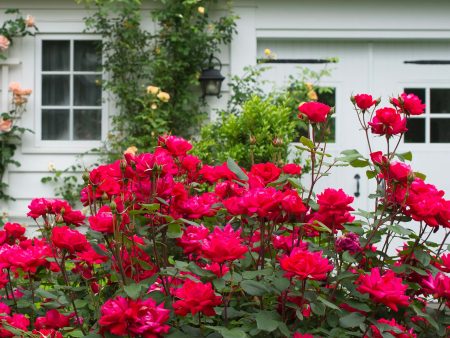 Double Red Knock Out® Rose Bush Fashion