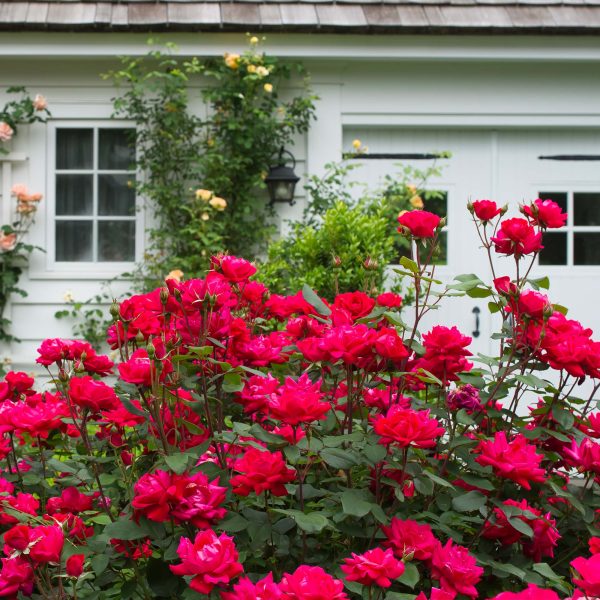 Double Red Knock Out® Rose Bush Fashion