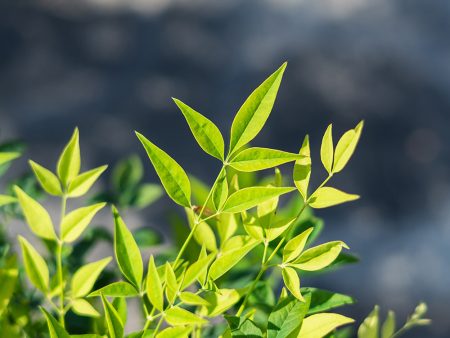 Lemon Lime Nandina Shrub Cheap