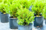 Japanese Boxwood Shrub Hot on Sale