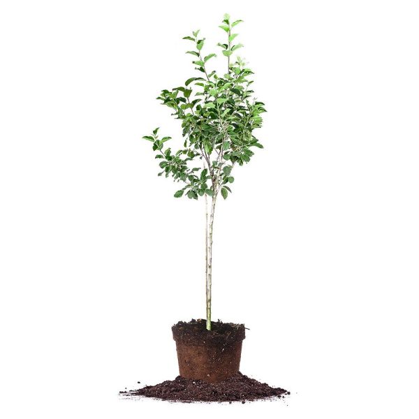 Red Fuji Apple Tree Discount