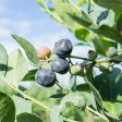 Climax Blueberry Bush Online