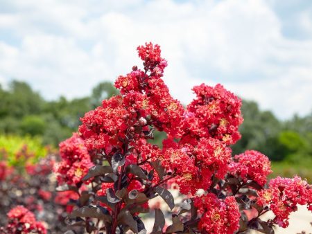 Black Diamond® Best Red™ Crape Myrtle Tree Fashion