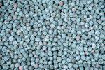 Powder Blue Blueberry Bush Supply