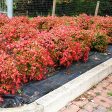 Dwarf Nandina Firepower Shrub Sale