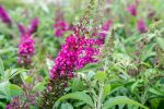 Cranrazz® Butterfly Bush For Cheap