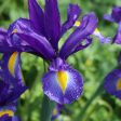 Purple Louisiana Iris Shrub Discount