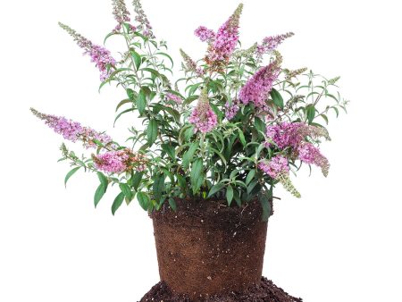 Pink Delight Butterfly Bush Online