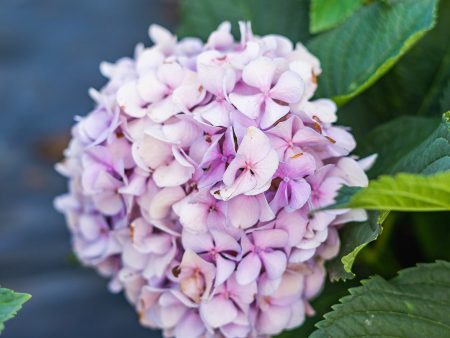 All Summer Beauty Hydrangea Bush For Sale