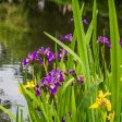 Purple Louisiana Iris Shrub Discount