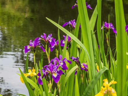 Purple Louisiana Iris Shrub Discount