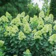 Limelight Prime® Hydrangea Shrub Hot on Sale