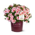 Autumn Starburst® Encore® Azalea Shrub Online now