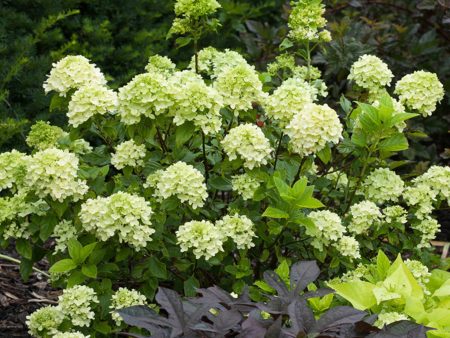 Little Lime® Hydrangea Cheap