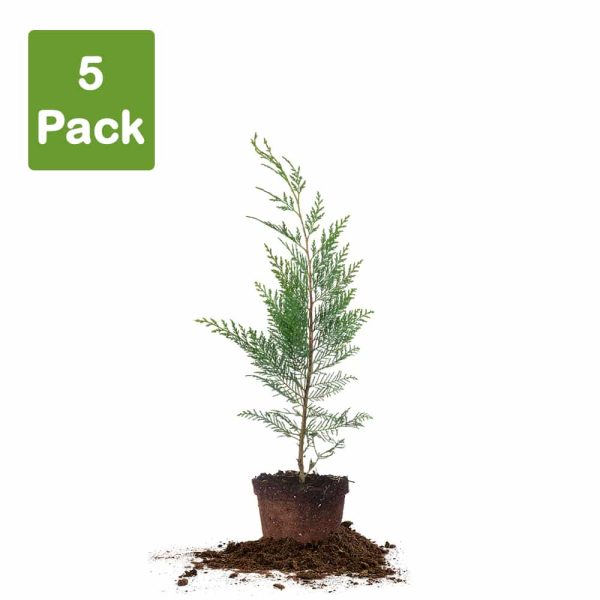 Leyland Cypress Tree Discount