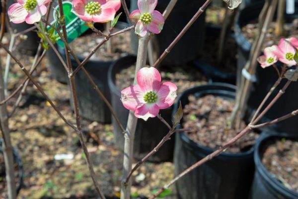 Pink Dogwood Tree Fashion