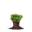 George Taber Azalea Shrub For Cheap