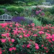 Red Knock Out® Rose Bush Online Sale