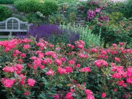 Red Knock Out® Rose Bush Online Sale