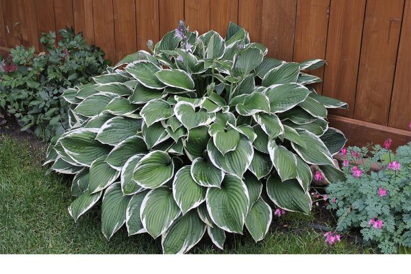 Hosta Francee Shrub Online Hot Sale