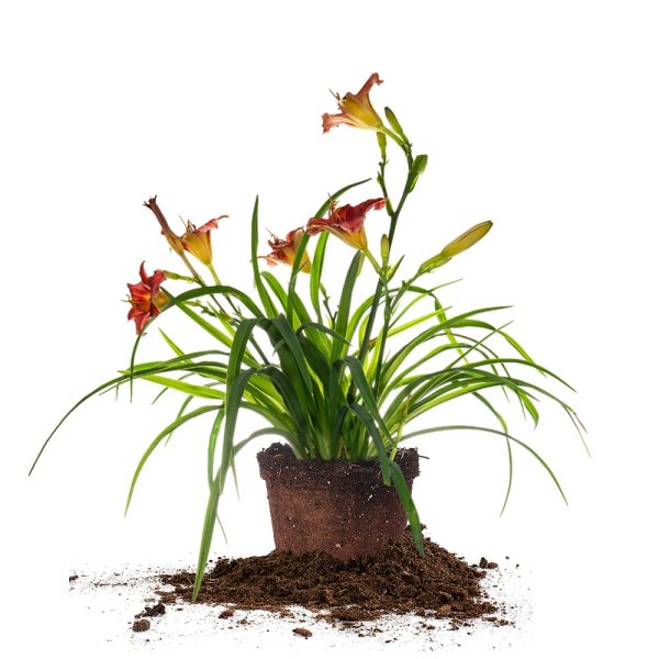 Little Business Daylily Shrub For Sale