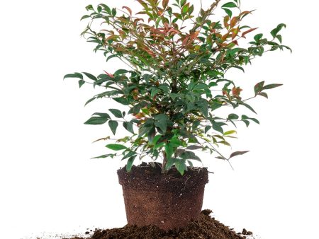 Dwarf Nandina Gulf Stream Shrub Fashion