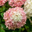 Fire Light® Hydrangea Shrub Online Hot Sale