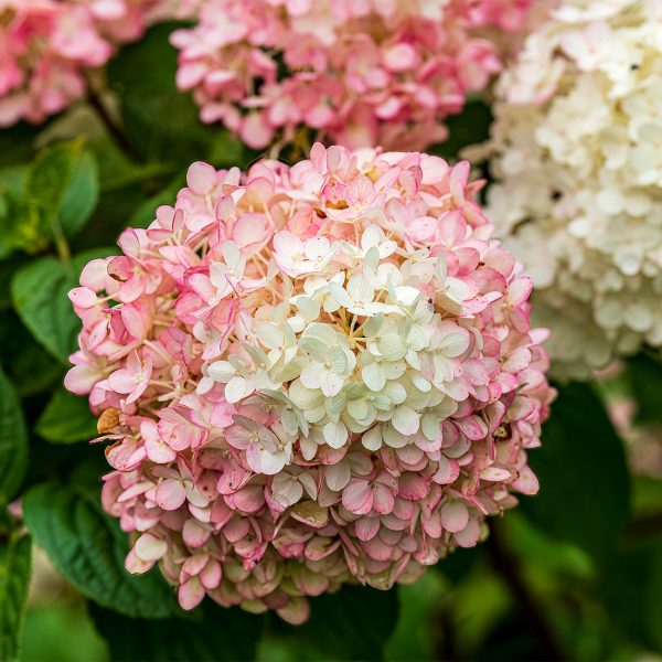 Fire Light® Hydrangea Shrub Online Hot Sale