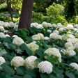 Incrediball® Hydrangea Shrub Online Hot Sale